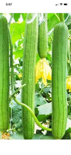 Vegetable Seeds, Tools, Plants