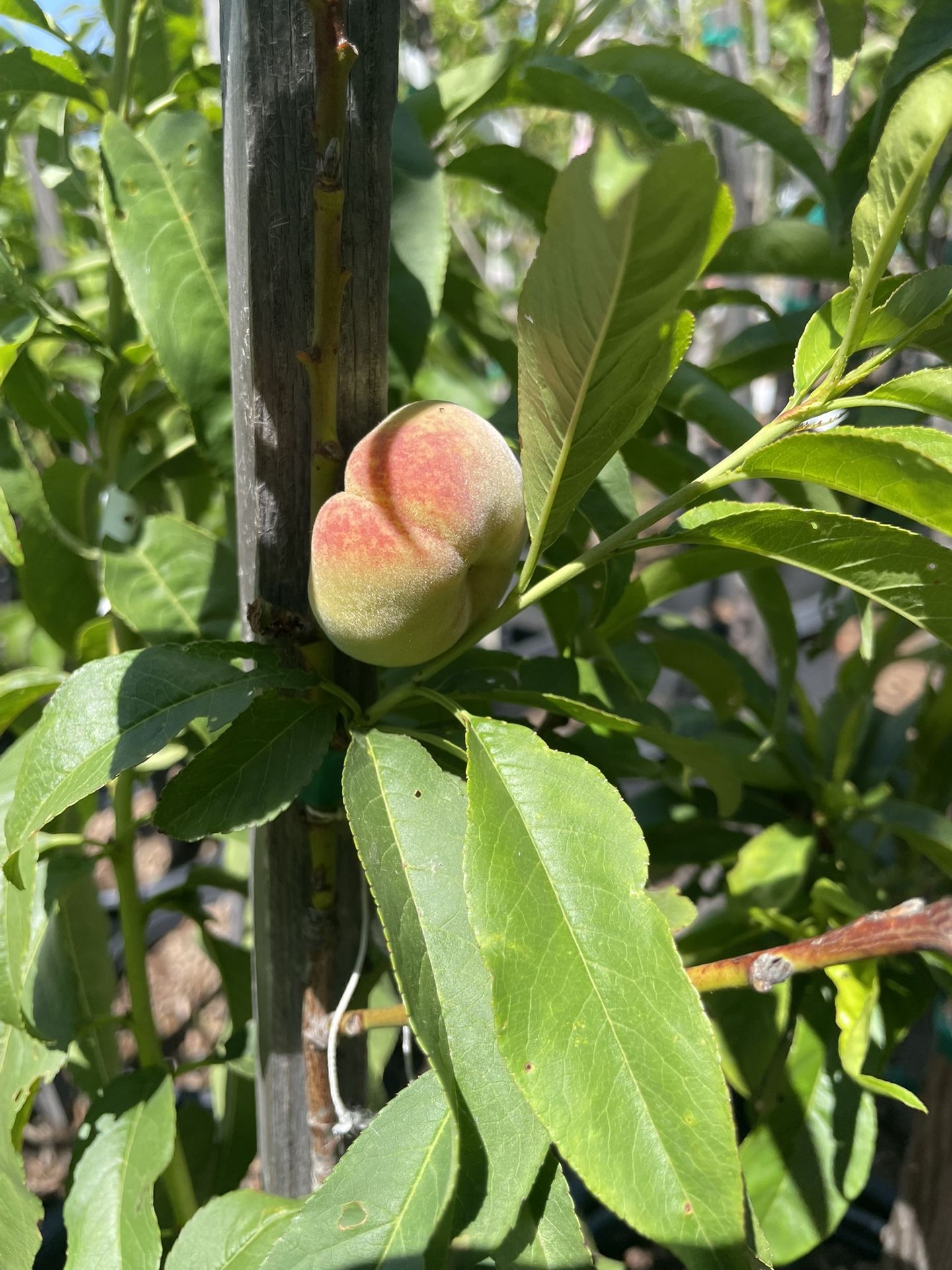 5 Gallon Size - Peach Trees- Pear Trees- Apple Trees- Cherry Trees- Guava Trees- Pomegranate Trees- Plum Trees- Loquat Trees