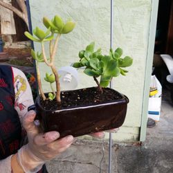 Succulent Potted Plant