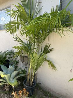 Palm Tree