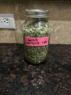 Wild lettuce wild herbal tea apothecary herbalism holistic