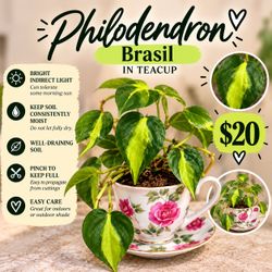 Philodendron Brasil in Floral Teacup - $20