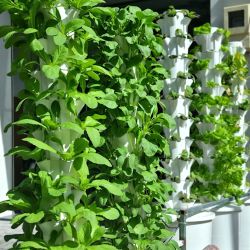 ‼️50 Plants (50 Pots) ‼️Hydroponic System Grow Fruits And Vegetables Indoors/outdoor