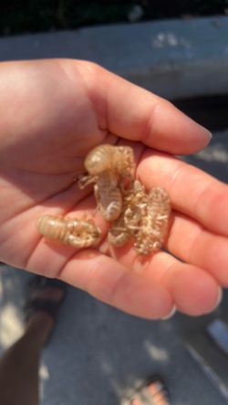 Cicada shell