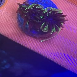 {fake} Tank Decor