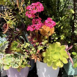 Very Beautiful Succulent Plants , See The Pictures ❤️