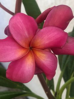 Plumeria floriando