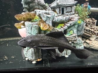 Free placotomus