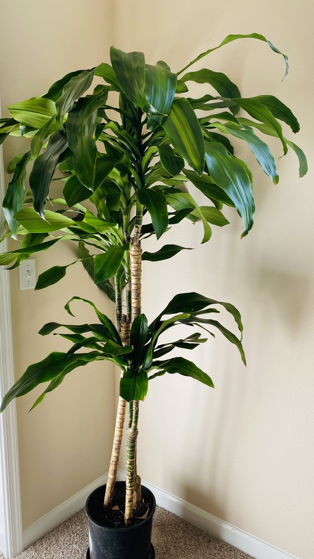 Indoor Live Plants