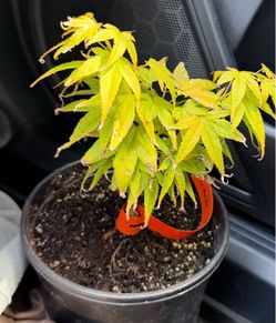 Mayday Japanese maple tree