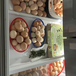 Organic eggs