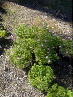 Hardy geraniums