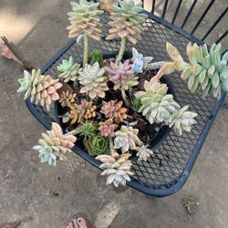 Succulents 