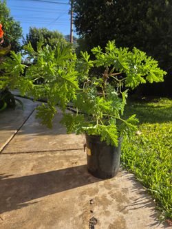 Citronella Plant repelente alos mosquitos 🦟🦟🦟🪰
