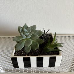 3 Succulent Plants In white and Black Ceramic Pots