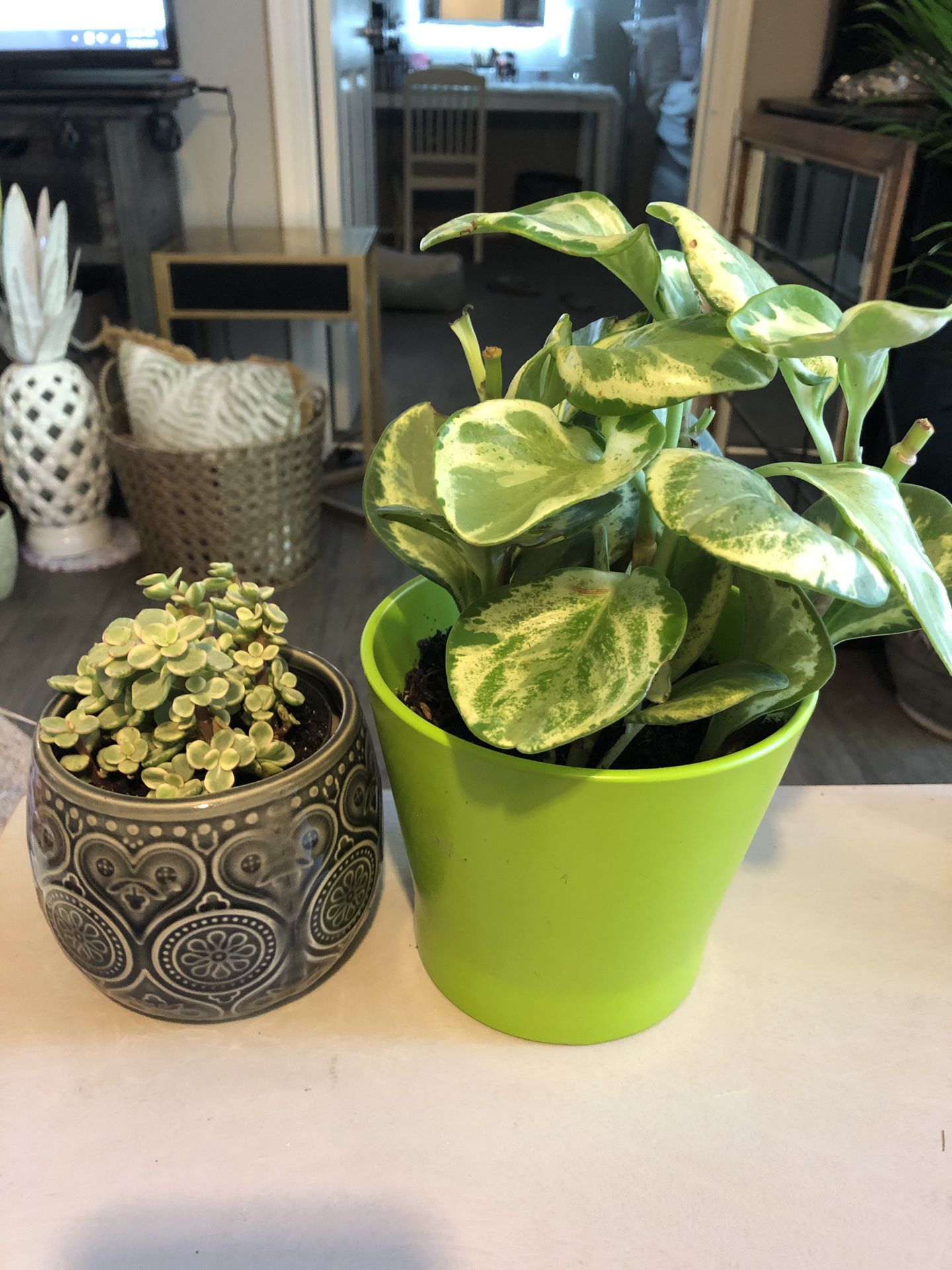 Live Indoor Plants in Ceramic Pots