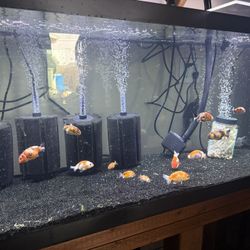 75 Gallon Fish Tank