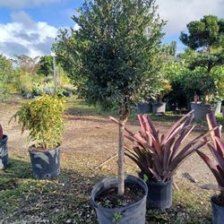 Beautiful Eugenia Topiary Tree On Sale $110