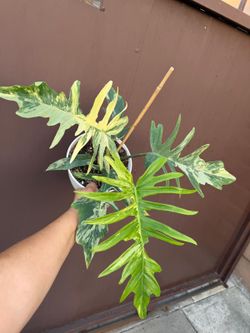 6” philodendron tortum x florida beauty