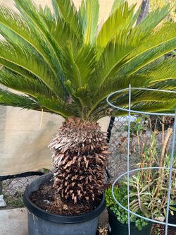 Sago Palm