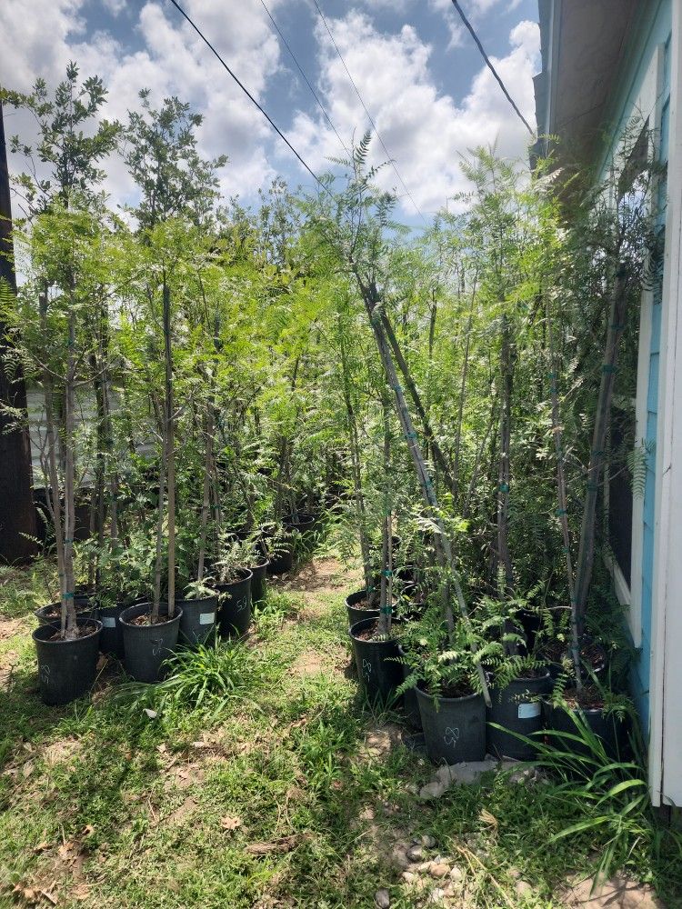 Pirul Mexicano Trees 5gallon 6ft Tall