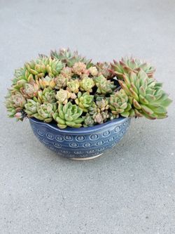 Succulents plants 🪴 （Star Nata）