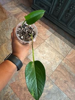 Pothos
