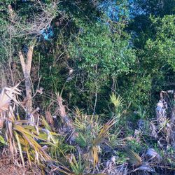 Wauchula Land Buy Owner 1acre 