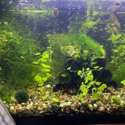 20 Gal Fish Tank 