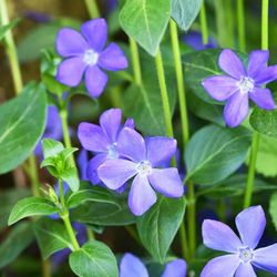 Vinca Flower Plant