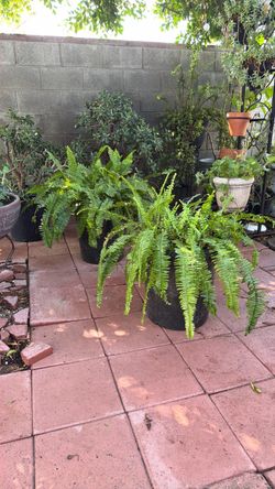2 Live Boston Fern Plants in Pots