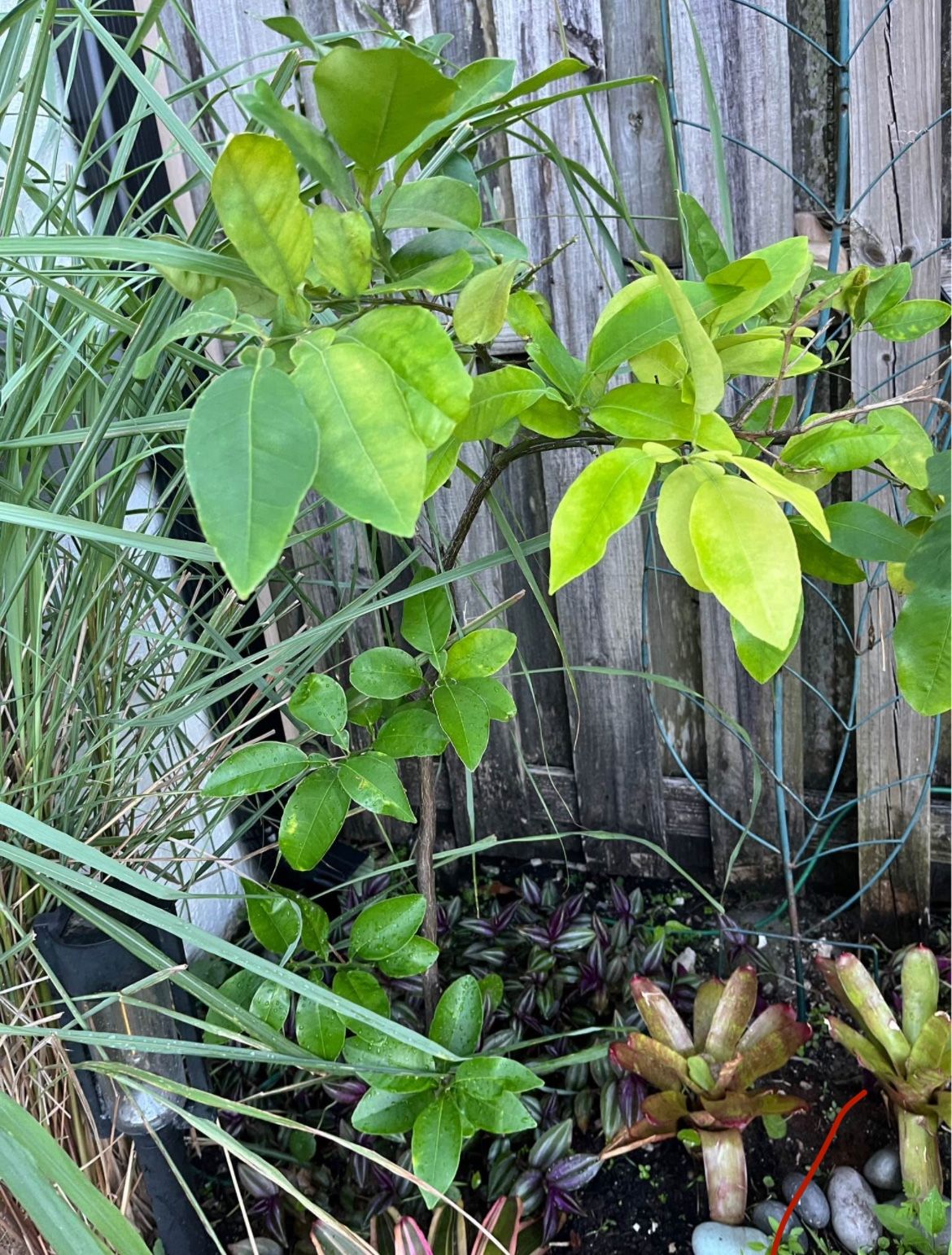 Grafted Grapefruit/ Toronja