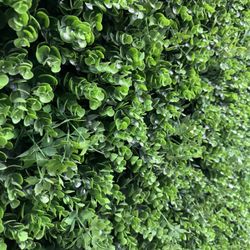 Long Boxwood Ivy 