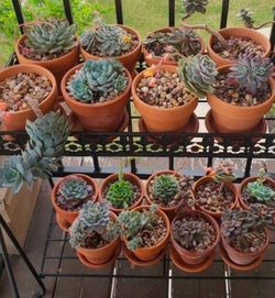20 Terra Cotta Planter 4inch and 20 Saucers