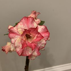 Desert rose plant