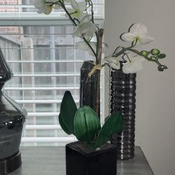 Household Decorative Plant