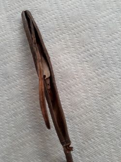 Hawaiian Plumeria Seed Pod