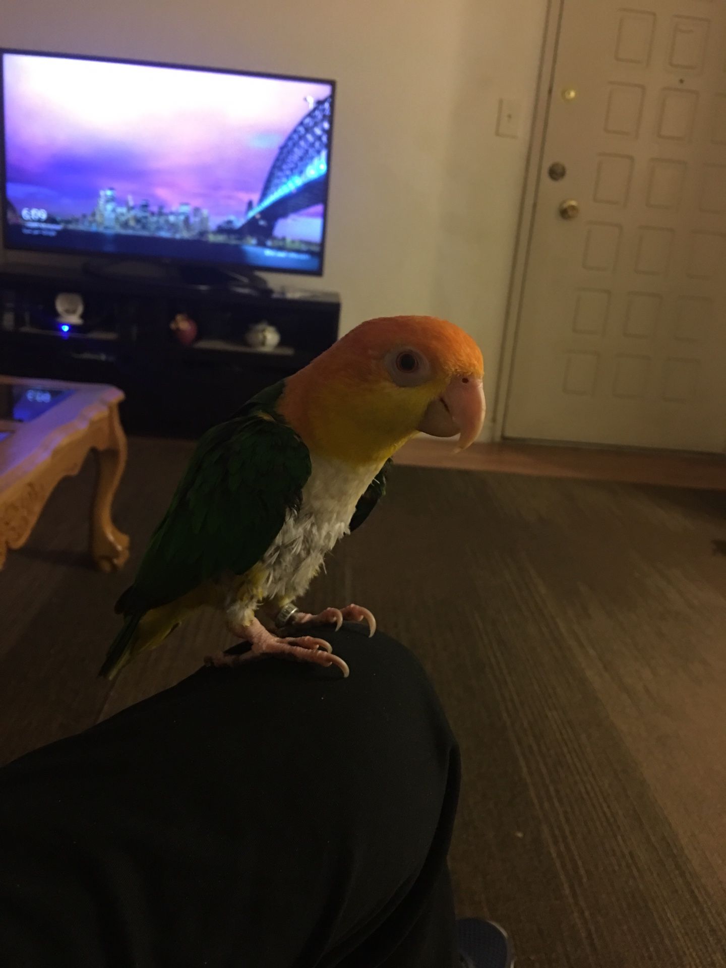 White bellied caique parrot