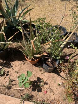 Next In Line For A Great plants newest garden in phx