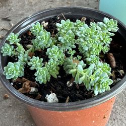 Succulents Plants 4”inch Pot 🪴