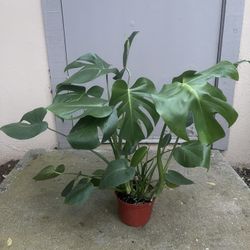 Monstera Deliciosa House Plant 6” Pot