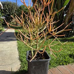 Fire Stick Tree 