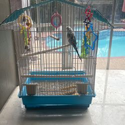 Bird Cage with Parakeet
