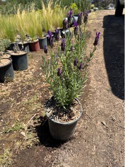 Lavender Spanish
