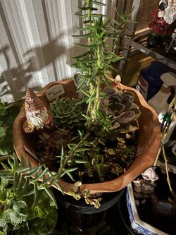 Plants with pot included