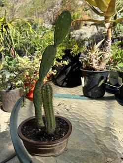 Cactuses Small In Small Clay Bonsai Pot 15 Inches Tall