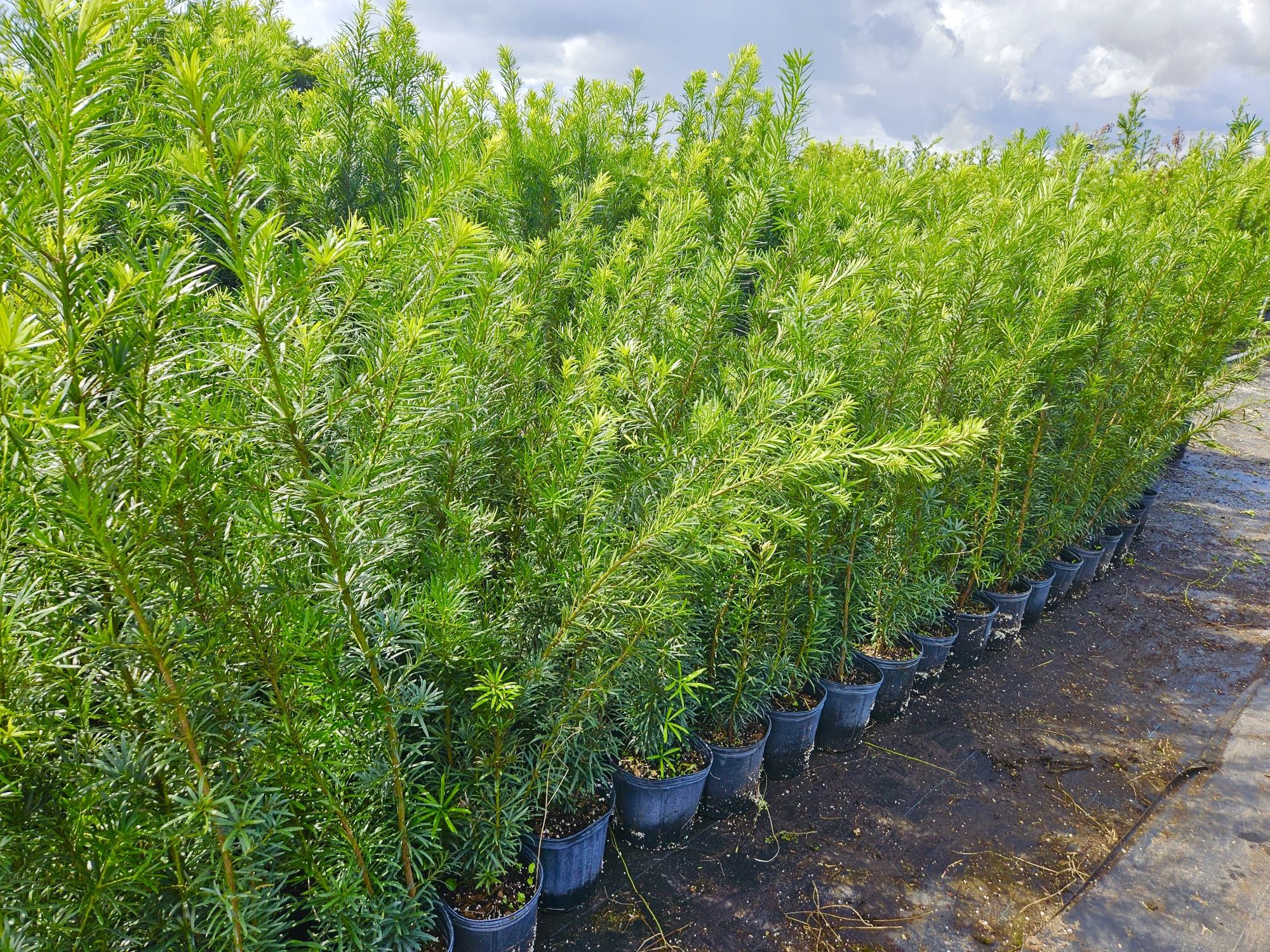 podocarpus  over 4 feet tall Instant Privacy Hedge For Fence Green Full Ready