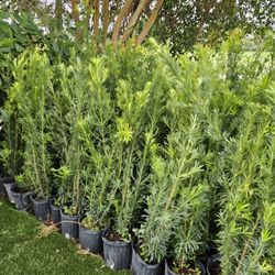 podocarpus 4 feet tall Instant Privacy Hedge For Fence Green Full 