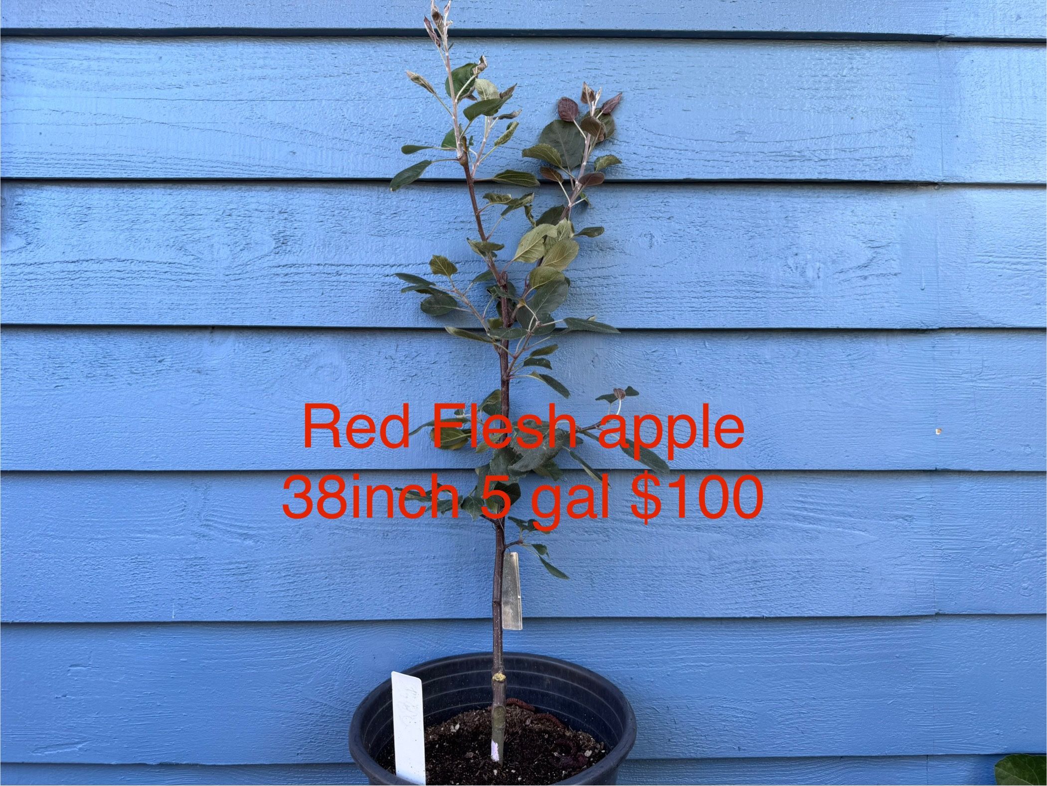 red flesh apple tree