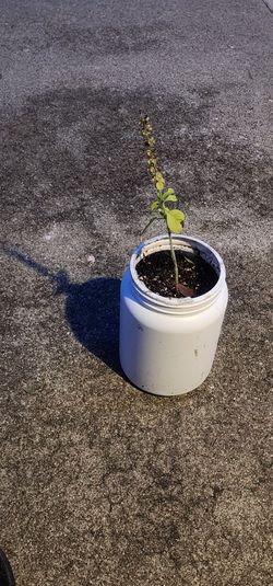 Organic Tulsi ( Holy Basil)  